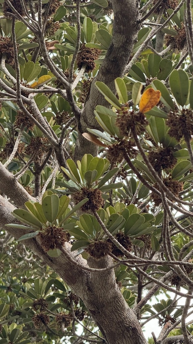 Abebaia dissecta photo 7