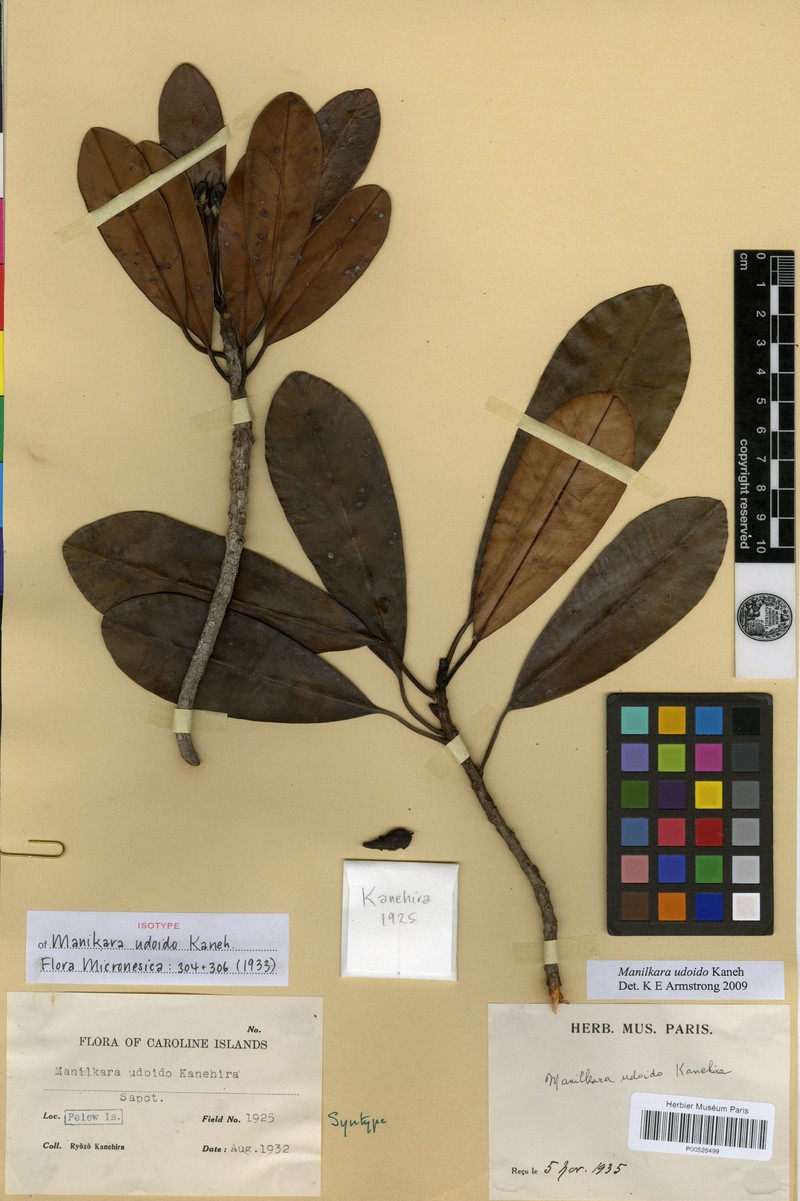 Abebaia fasciculata