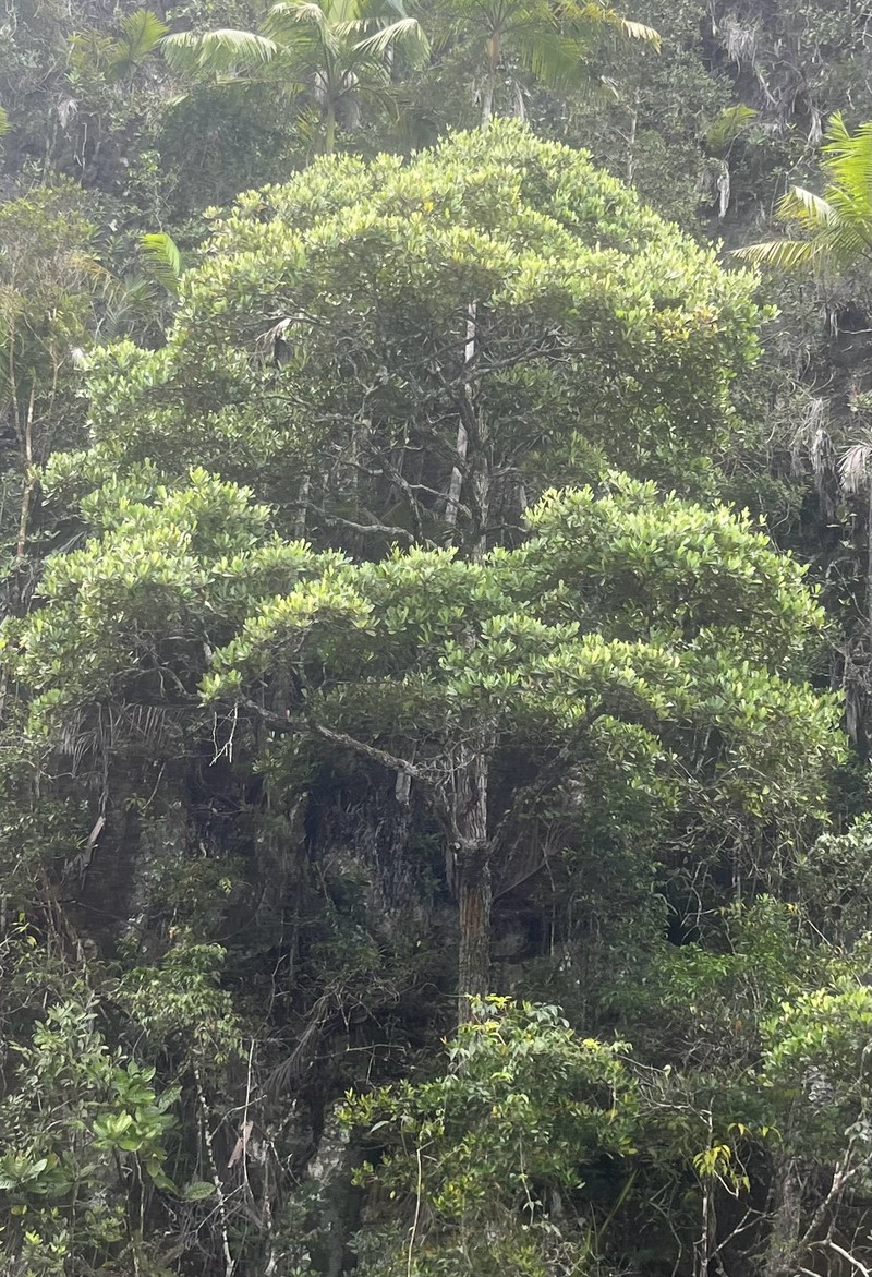 Abebaia fasciculata photo 2