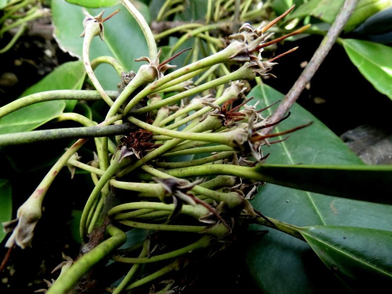 Abebaia fasciculata photo 3