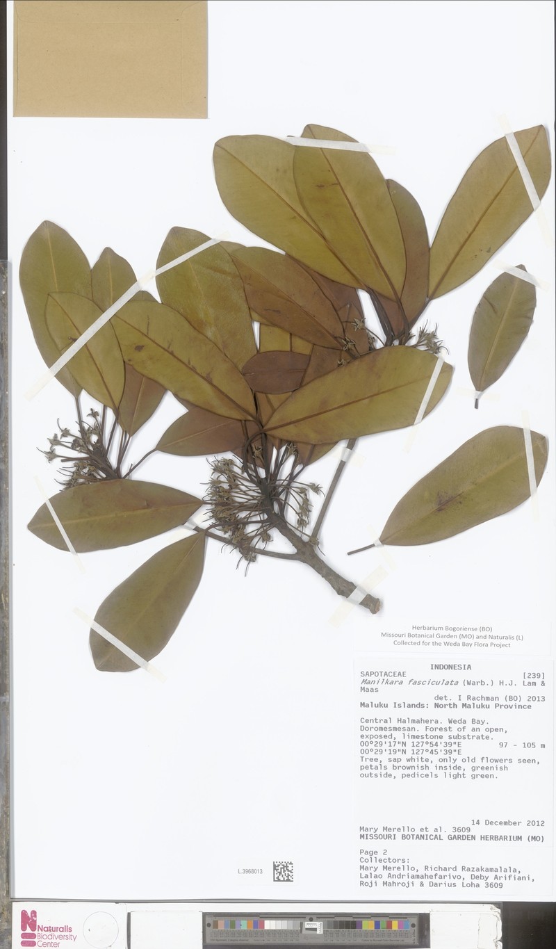 Abebaia fasciculata photo 4