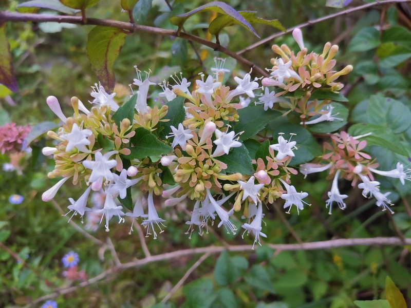 Abelia chinensis photo 2