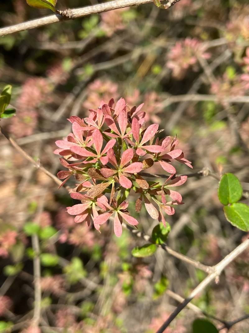 Abelia chinensis photo 3