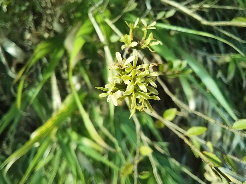Abelia chinensis photo 4