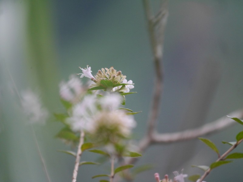 Abelia chinensis photo 5