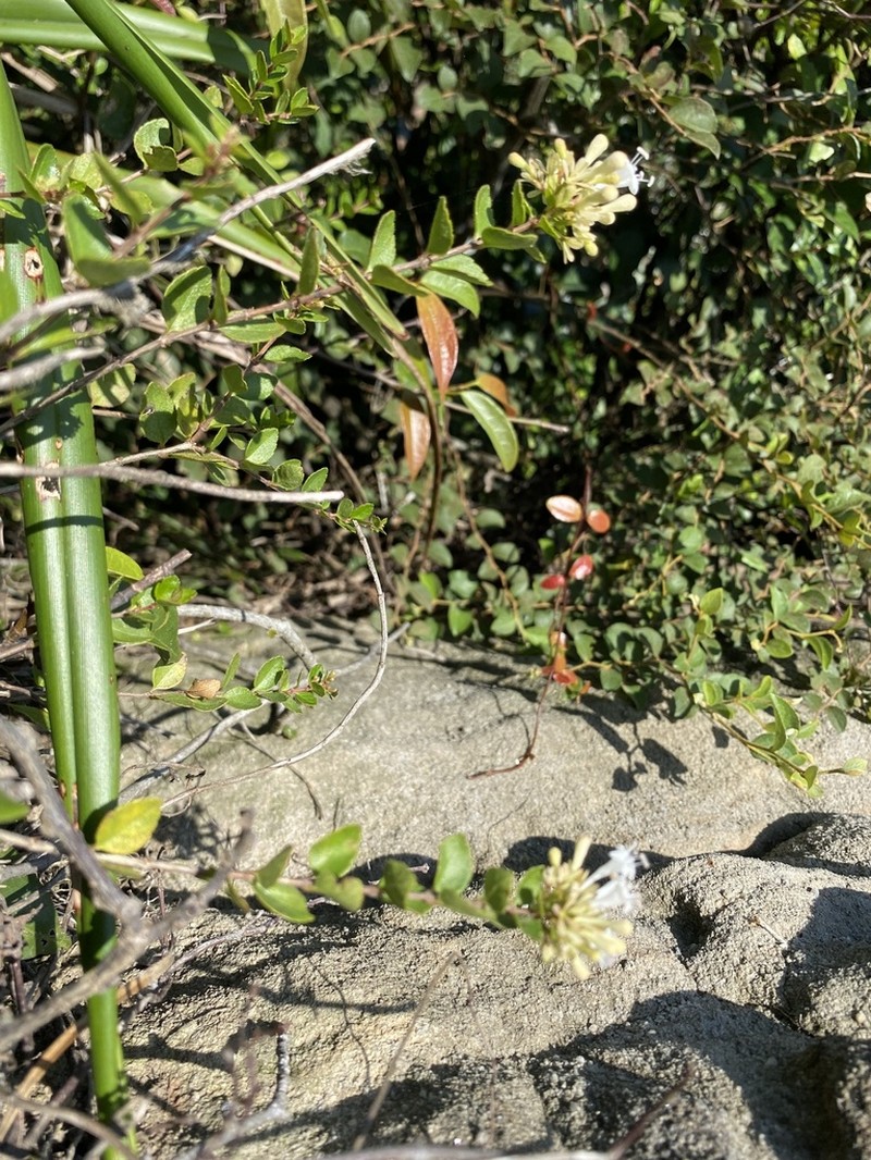 Abelia chinensis photo 6