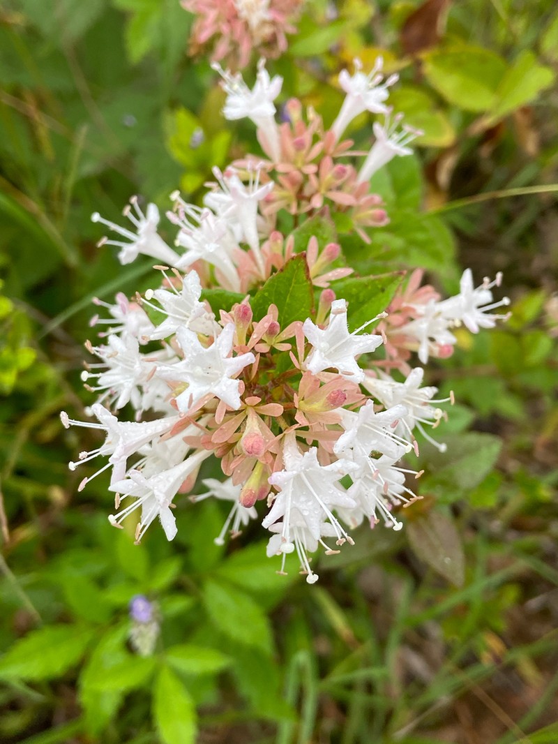 Abelia chinensis photo 7