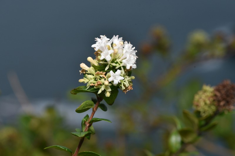 Abelia chinensis photo 8