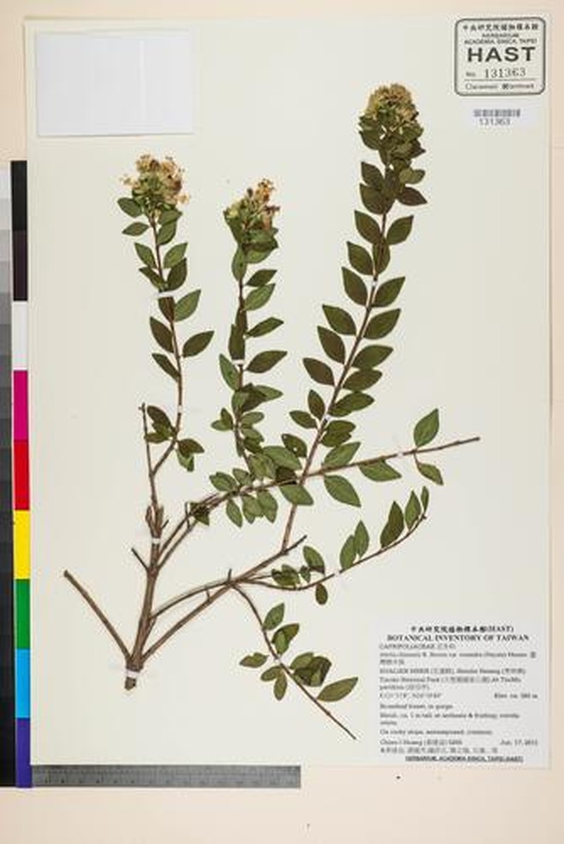 Abelia chinensis var. ionandra