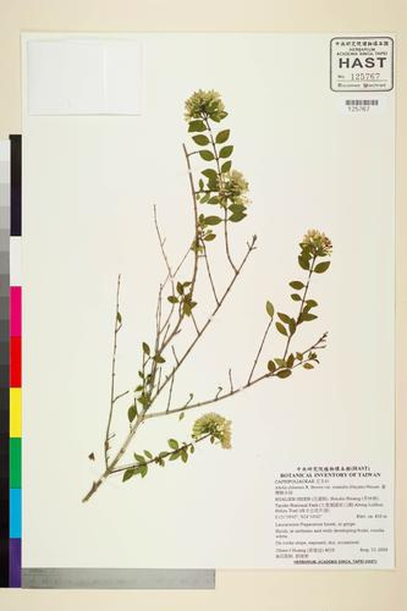 Abelia chinensis var. ionandra photo 2