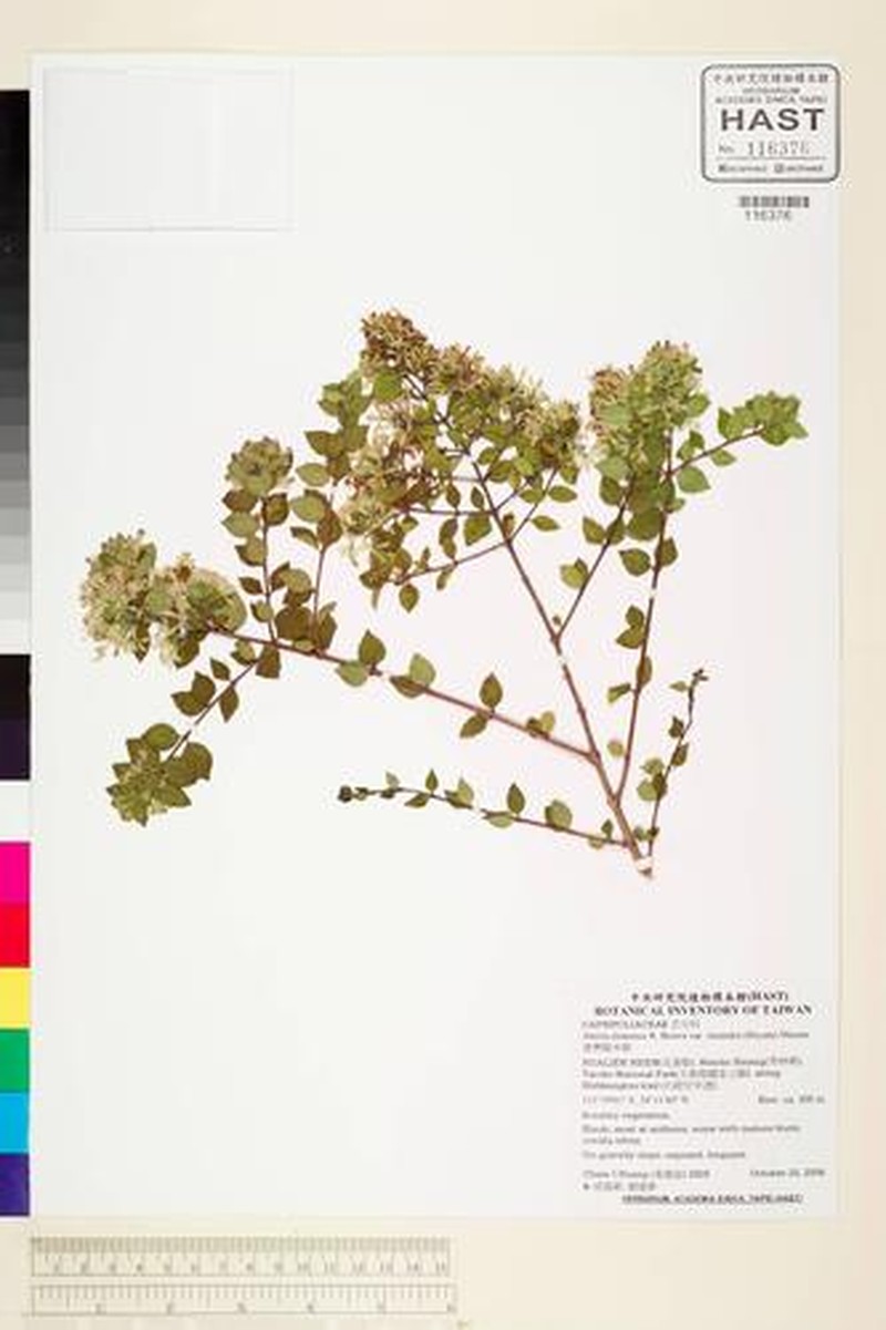 Abelia chinensis var. ionandra photo 3