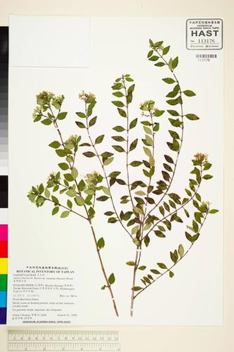 Abelia chinensis var. ionandra photo 4