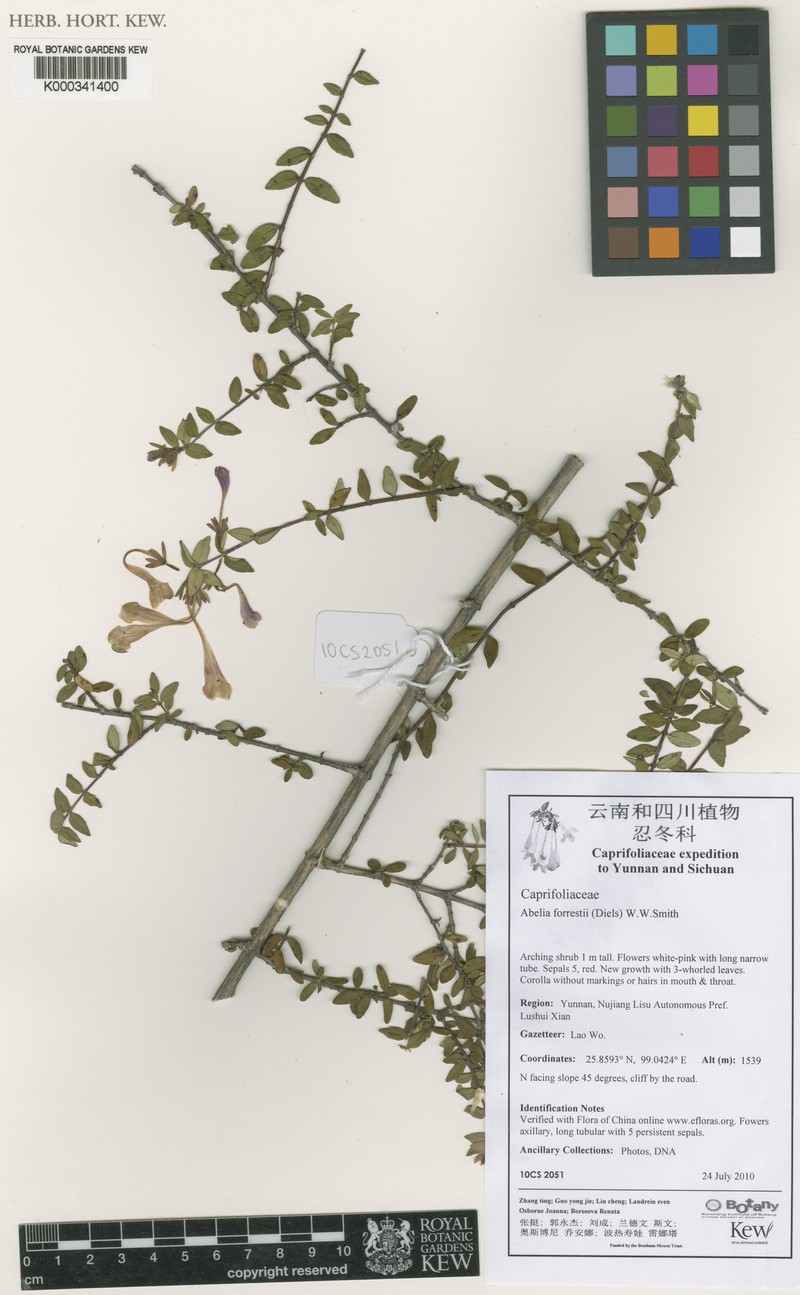 Abelia forrestii