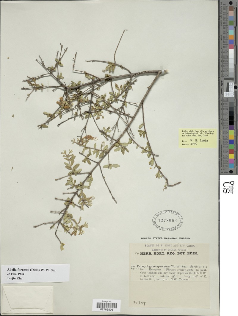 Abelia forrestii photo 4