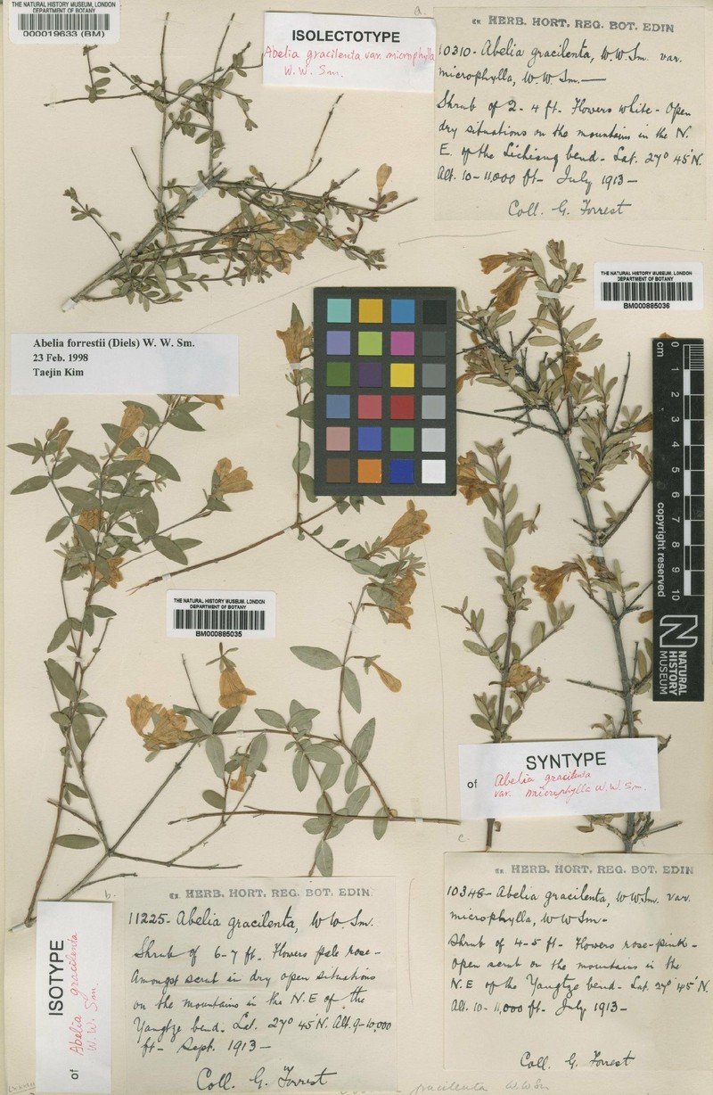 Abelia forrestii photo 5