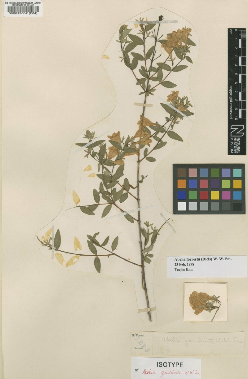 Abelia forrestii photo 7