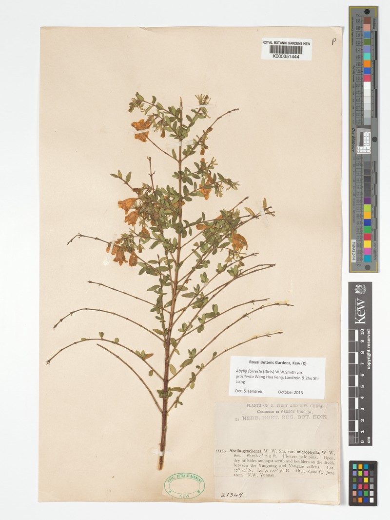 Abelia forrestii var. gracilenta