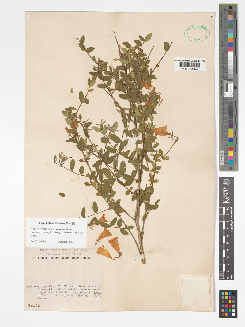 Abelia forrestii var. gracilenta photo 2