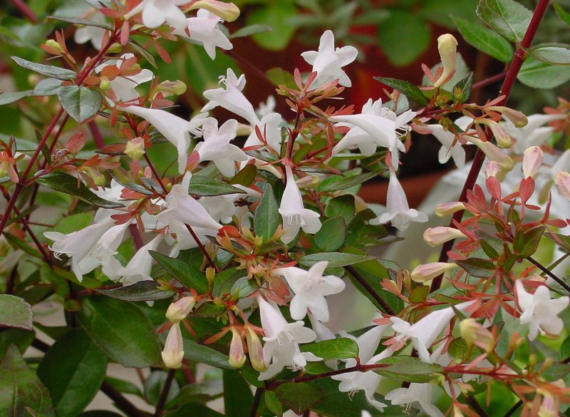 Glossy Abelia photo 2