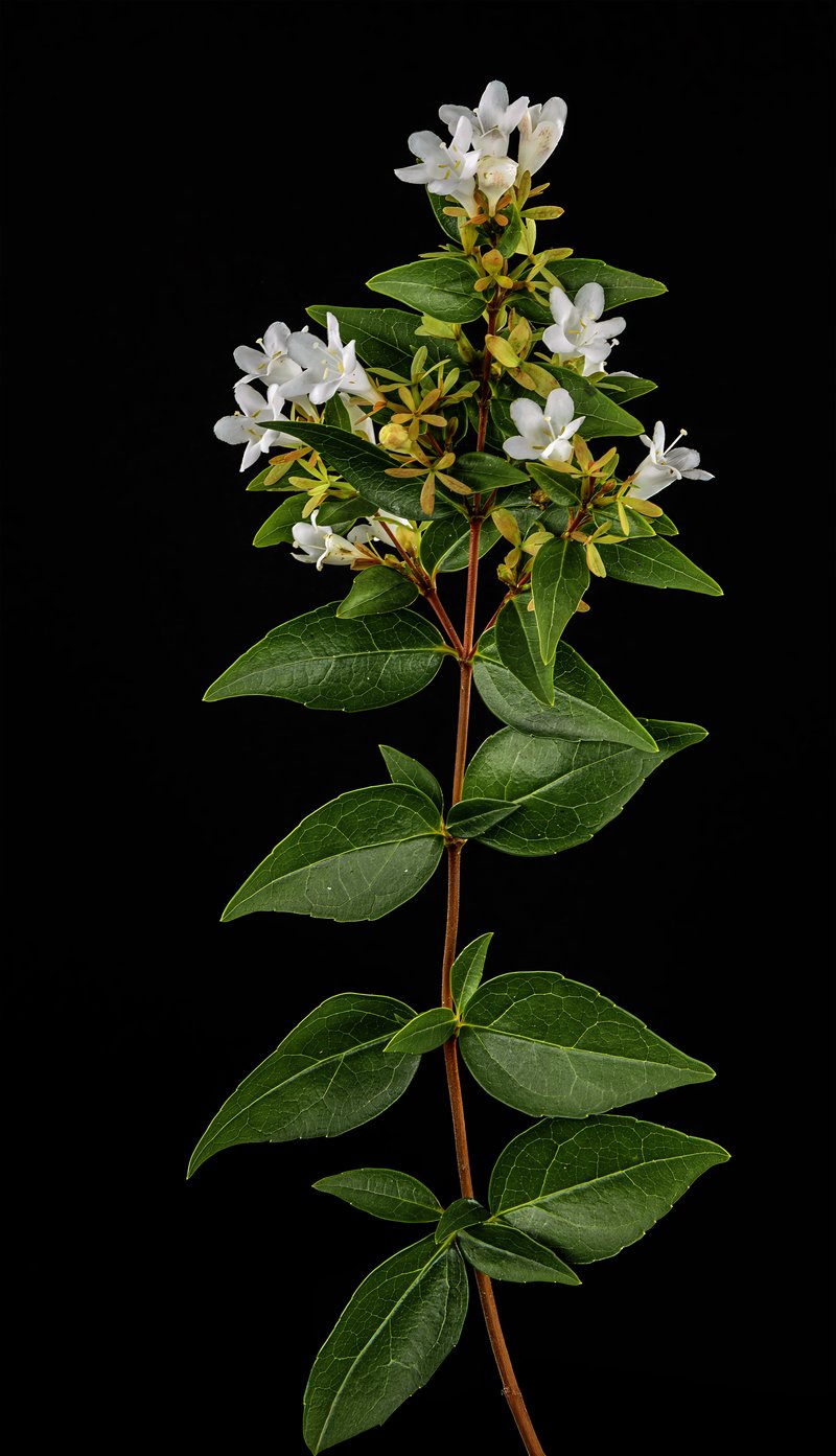 Glossy Abelia photo 4