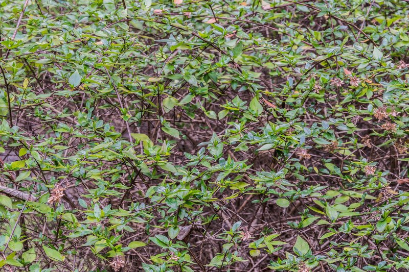 Glossy Abelia photo 5