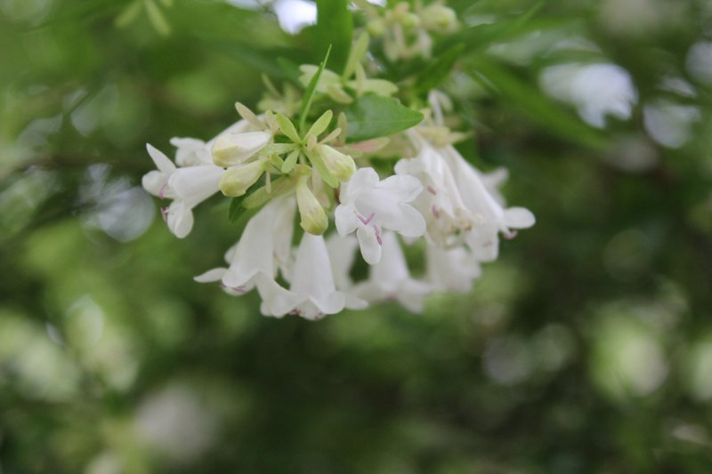Glossy Abelia photo 6