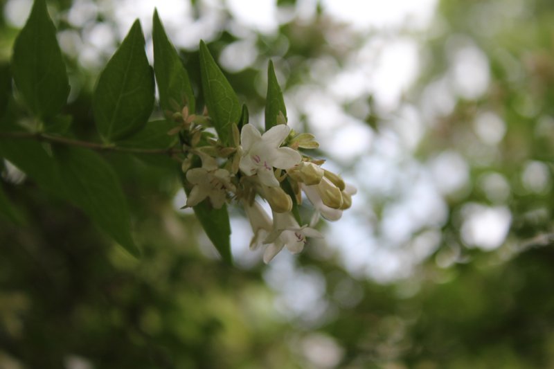 Glossy Abelia photo 7