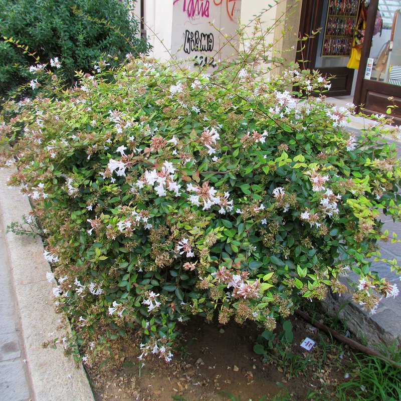 Glossy Abelia photo 8