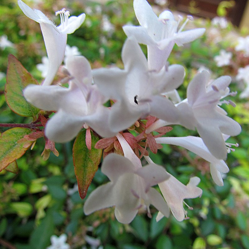 Glossy Abelia photo 9