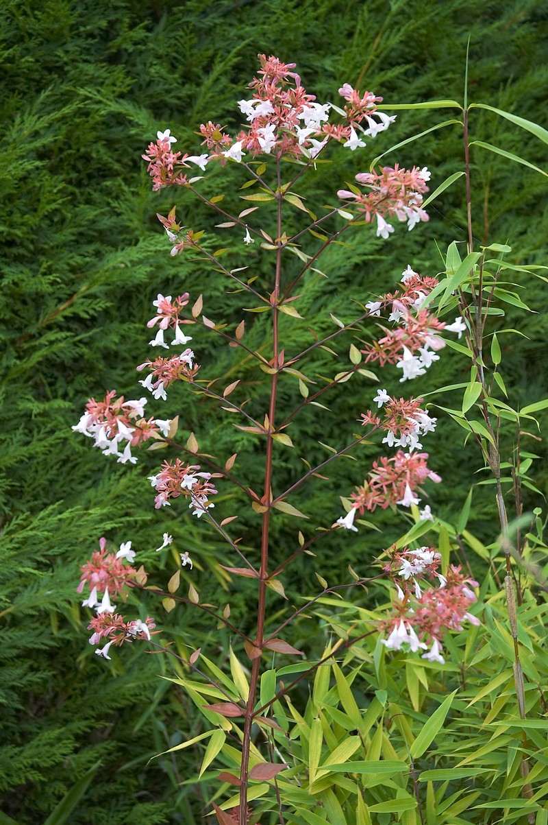 Glossy Abelia photo 3