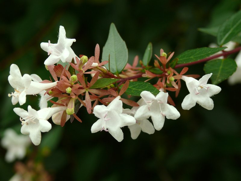 Glossy Abelia