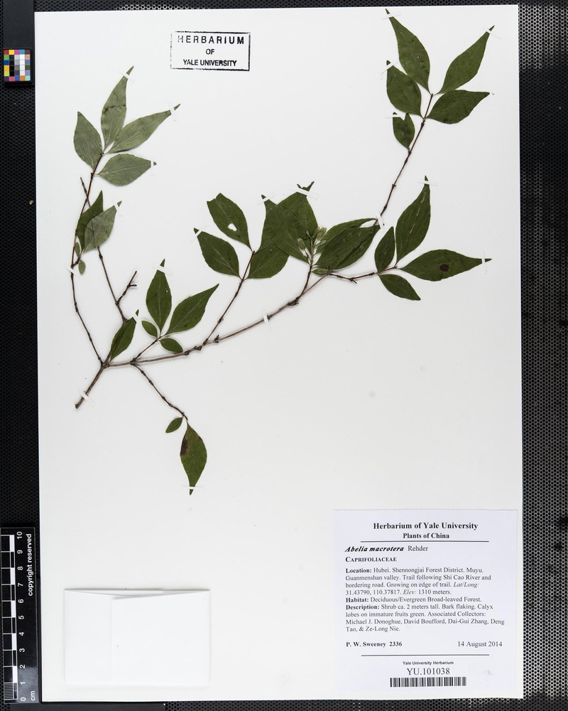 Abelia macrotera photo 2