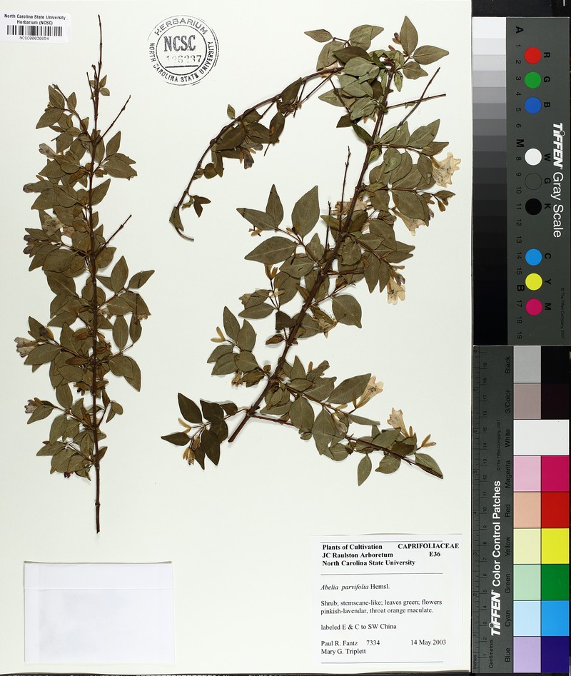 Abelia macrotera photo 3