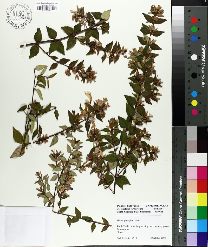 Abelia macrotera photo 4