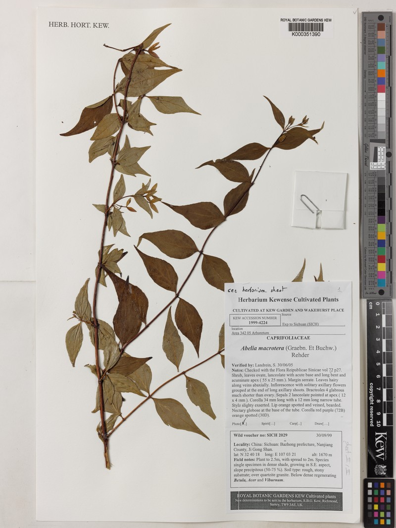 Abelia macrotera photo 5