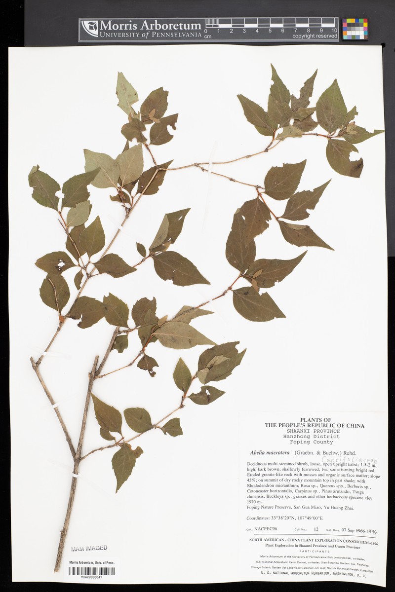 Abelia macrotera photo 7