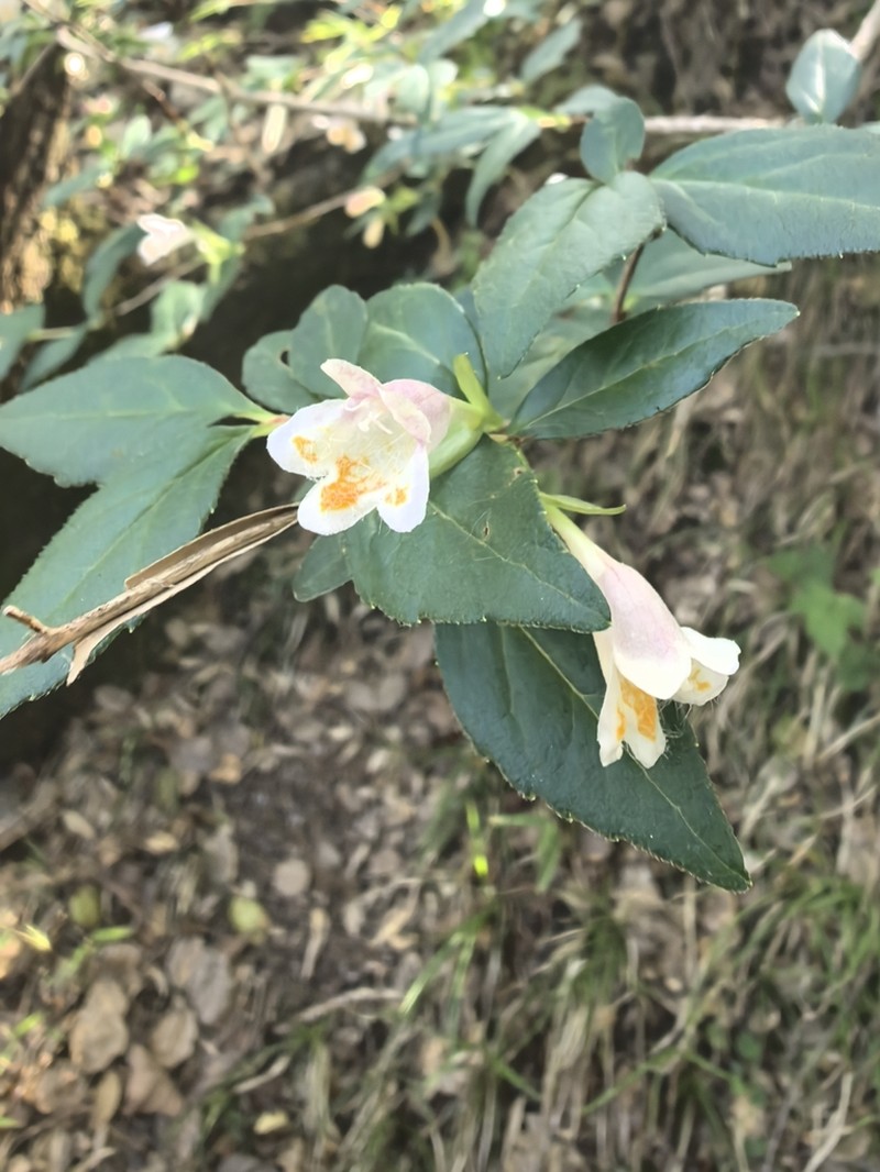 Abelia macrotera