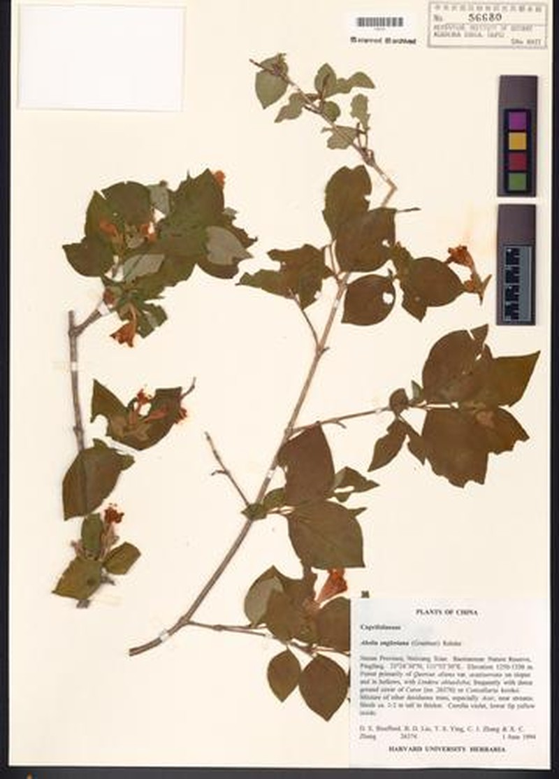 Abelia macrotera var. engleriana