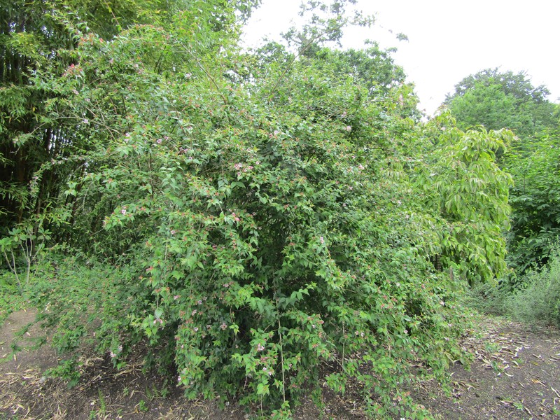 Abelia parvifolia