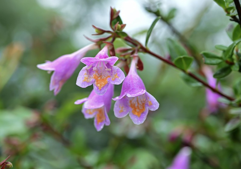 Abelia uniflora photo 2