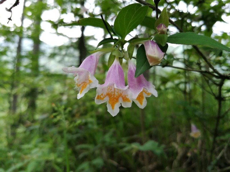 Abelia uniflora photo 3