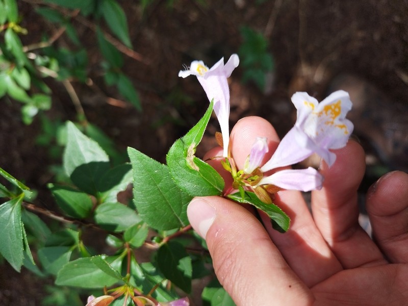 Abelia uniflora photo 4