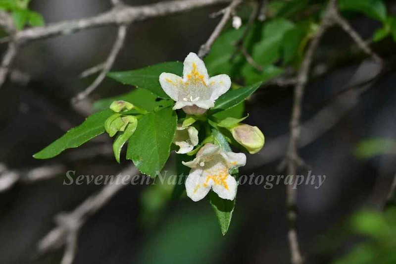 Abelia uniflora photo 5