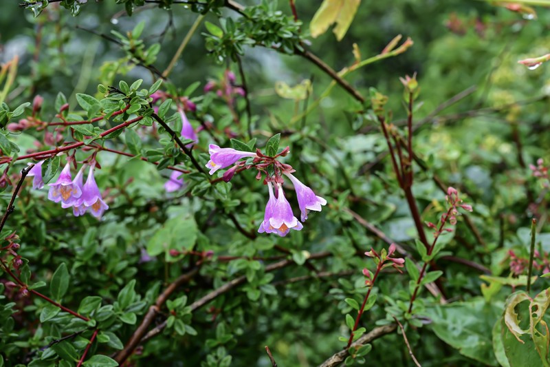 Abelia uniflora photo 6