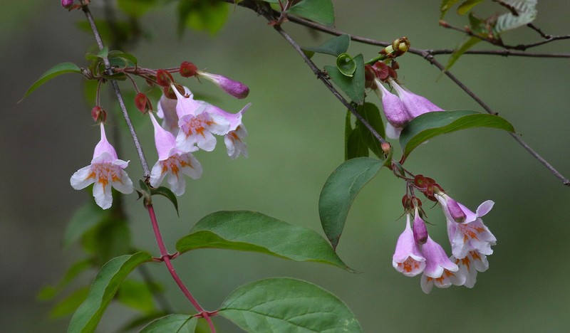 Abelia uniflora photo 7