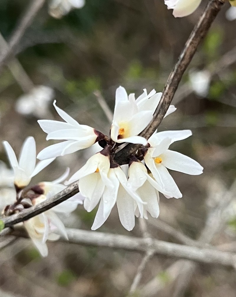 Abeliophyllum distichum photo 2