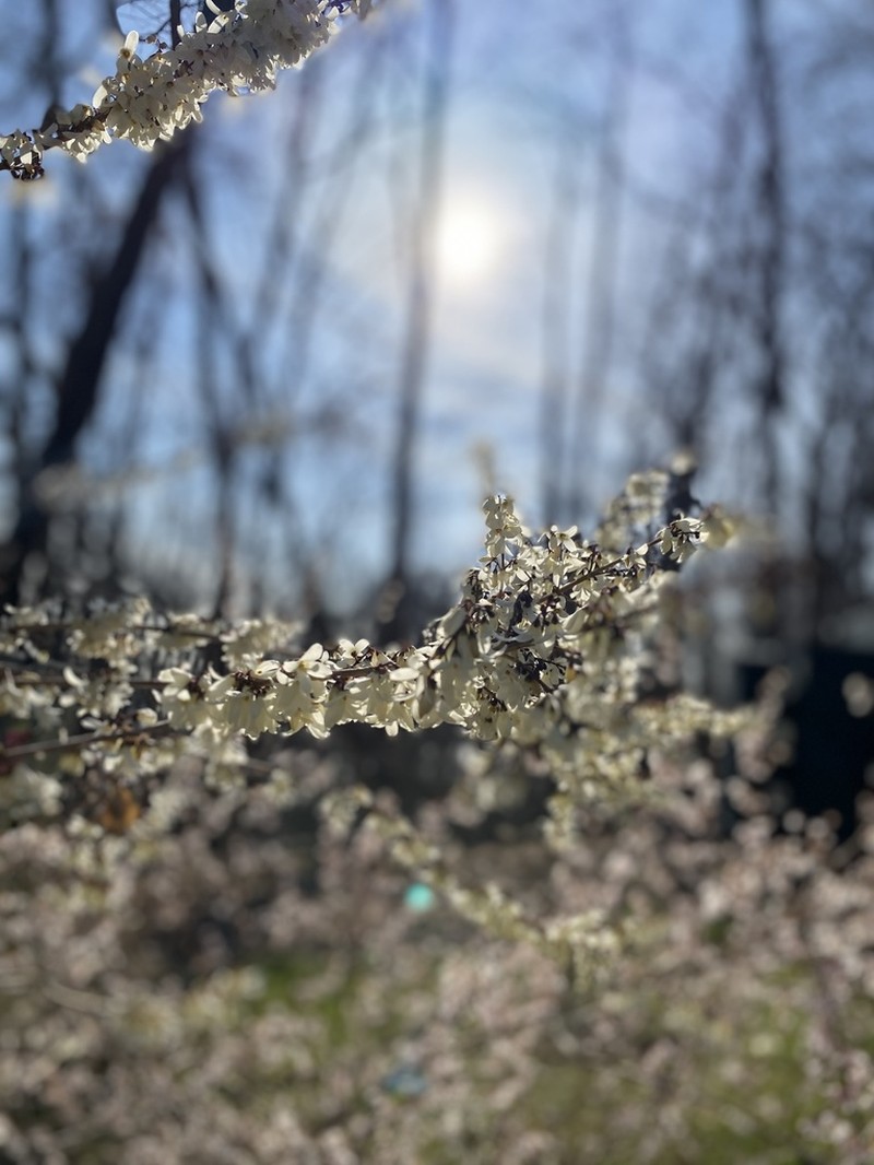 Abeliophyllum distichum photo 3