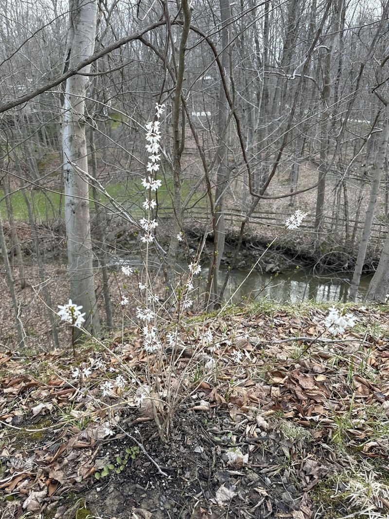 Abeliophyllum distichum photo 5