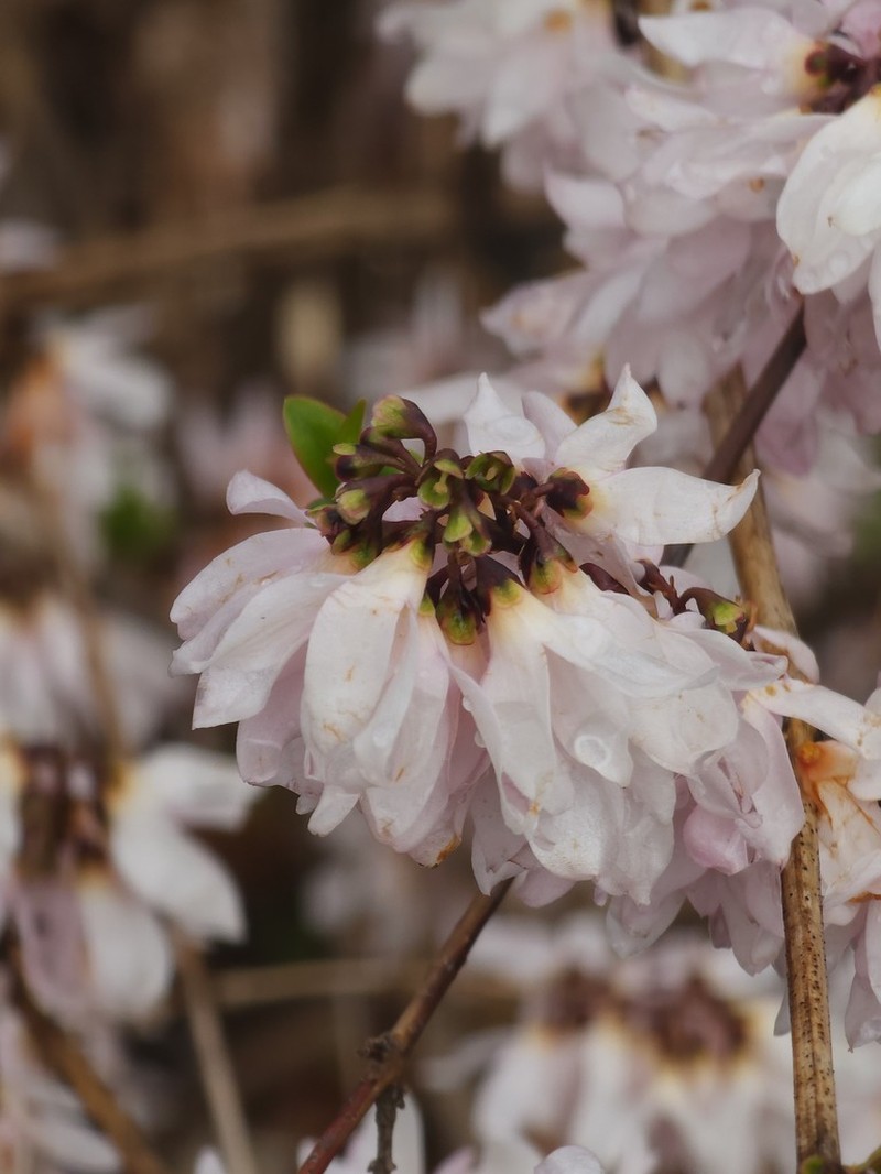 Abeliophyllum distichum photo 6