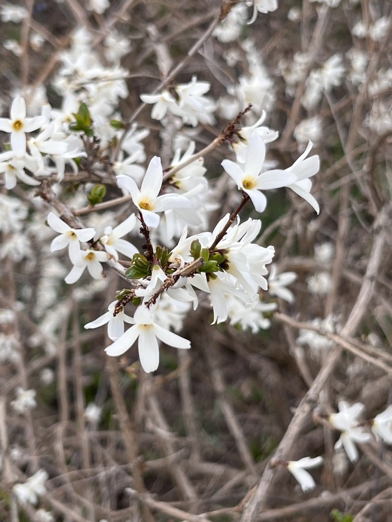 Abeliophyllum distichum photo 7